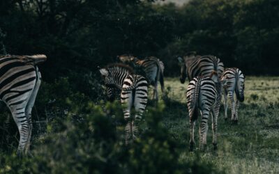 24 Fakten über Zebras