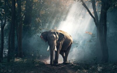 10 interessante Verhaltensweisen von Elefanten
