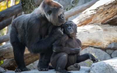 Gorilla-Intelligenz: Faszinierende Einblicke und Fakten